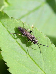 Macrophya