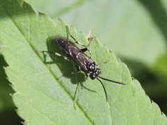 Macrophya
