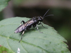Macrophya