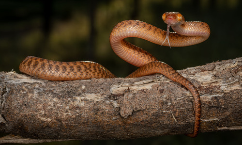 Brown Tree Snake sighting