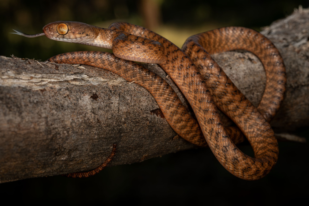 Brown tree snake