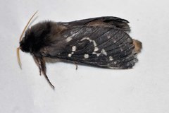 Oxycanus occidentalis