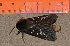 Oxycanus occidentalis