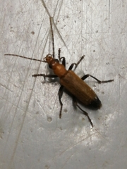 Nacerdes melanura