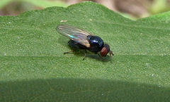 Lonchaea
