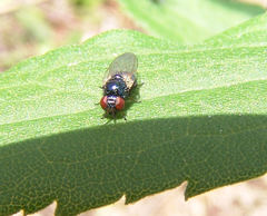 Lonchaea