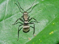 Polyrhachis cupreata
