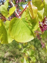 Cercis siliquastrum