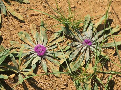 Image of Platycarphella carlinoides by no rights reserved