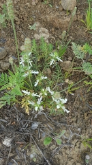 Teucrium laciniatum