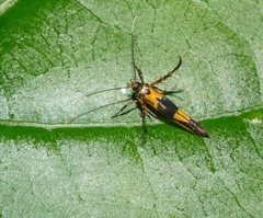 Stathmopodidae