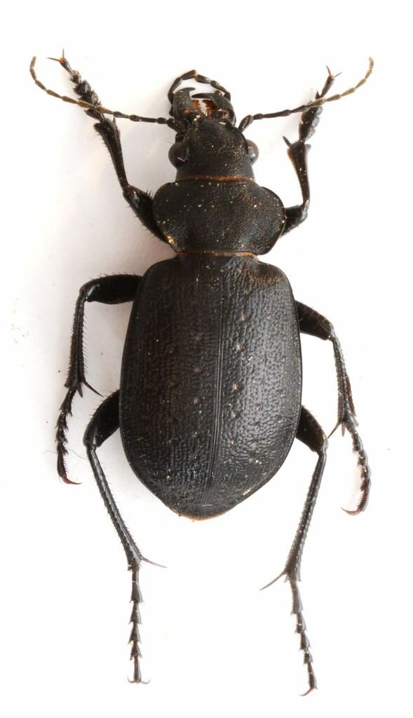 Calosoma tepidum