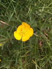 Ranunculus