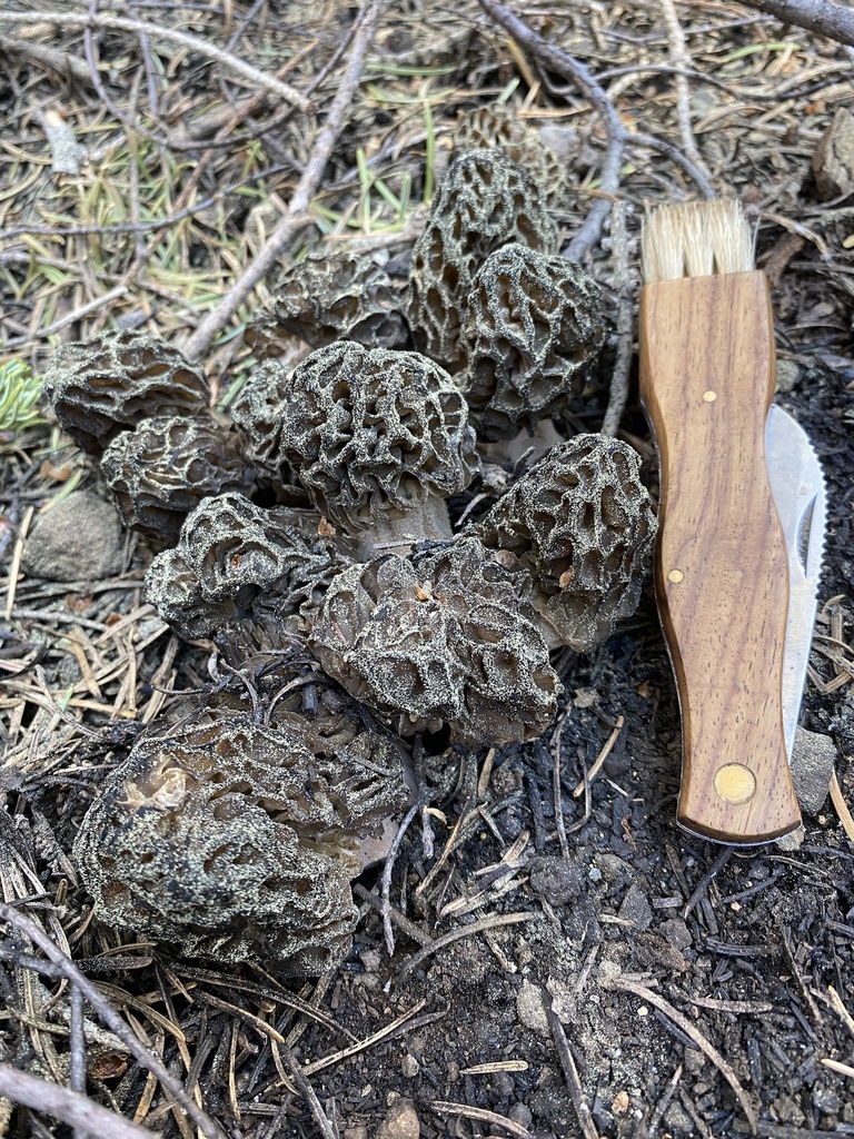 Black Morels from Placer County, Tahoe National Forest, USCA, US on