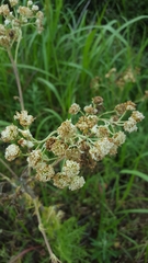 Hymenopappus