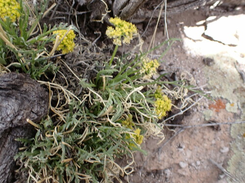 Image of Neoparrya lithophila by (c) Jared Shorma, some rights reserved (CC BY)