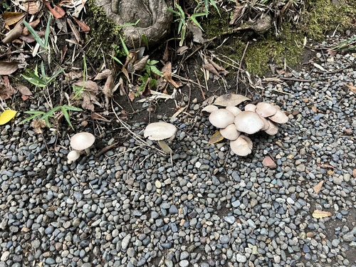 Leucoagaricus americanus