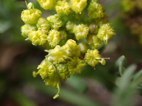Image of Neoparrya lithophila by (c) Jared Shorma, some rights reserved (CC BY)
