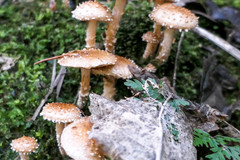 Pholiota subflammans