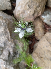 Nigella damascena