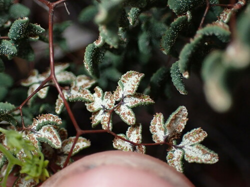 Image of Argyrochosma fendleri by (c) Jared Shorma, some rights reserved (CC BY)