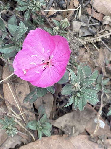 Oenothera deserticola