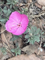 Oenothera deserticola