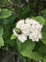 Cetonia aurata