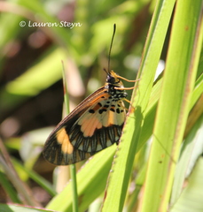 Acraea cabira