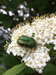 Cetonia aurata