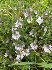 Angiospermae
