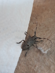 Mesosa curculionoides