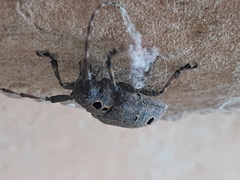 Mesosa curculionoides