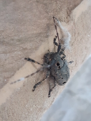 Mesosa curculionoides