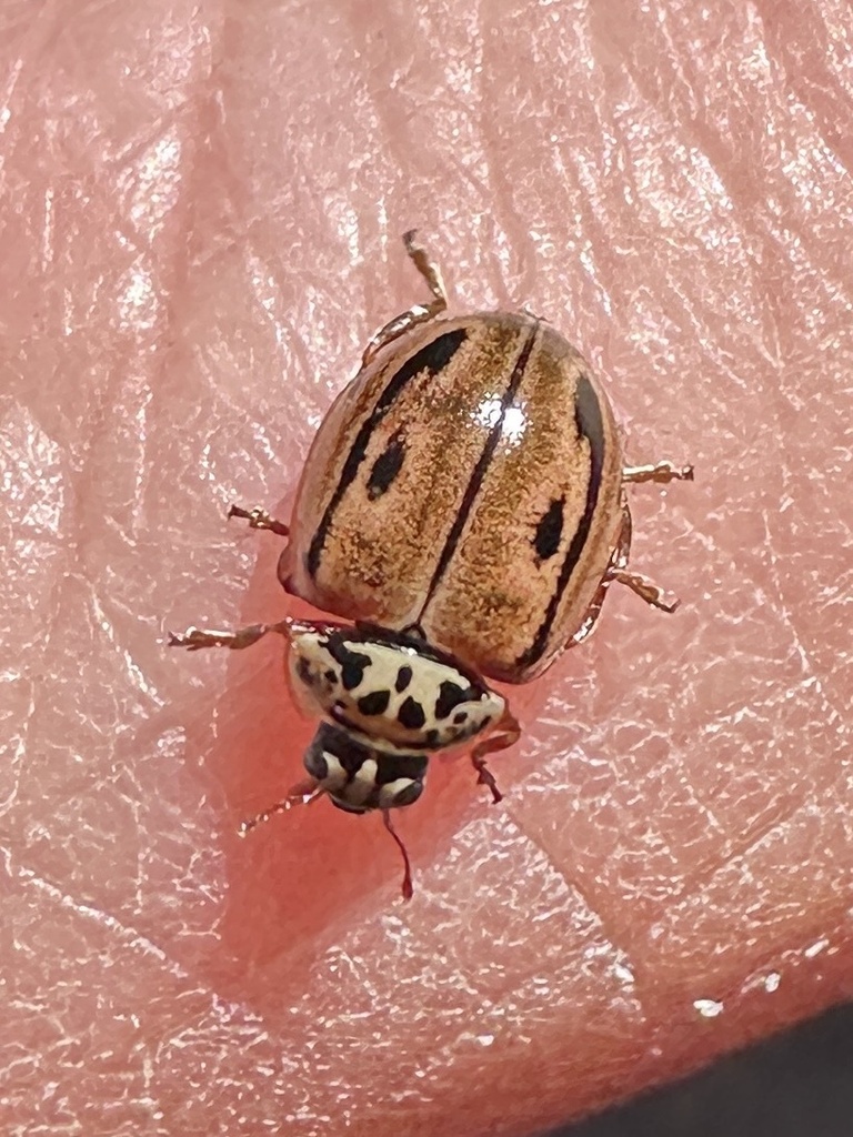 Hudsonian Ladybird