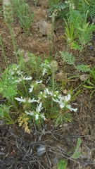 Teucrium laciniatum