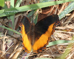 Eurytela dryope angulata
