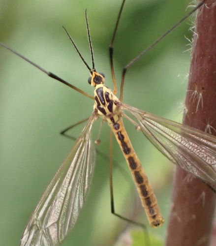 Nephrotoma flavescens