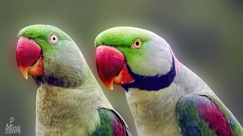 Alexandrine Parakeet
