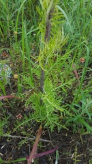 Hymenopappus