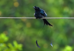 Greater Racket-Tailed Drongo photo 4
