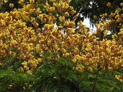 Peltophorum