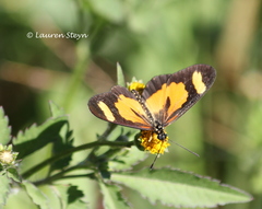 Acraea cabira