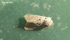 Orthosia carnipennis