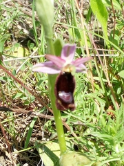 Ophrys bertolonii