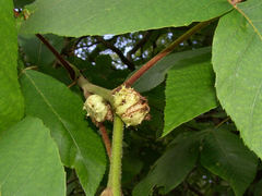 Phylloxera spinosa