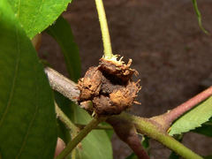 Phylloxera spinosa