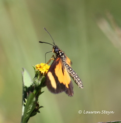 Acraea cabira