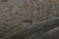 Macrobrachium asperulum