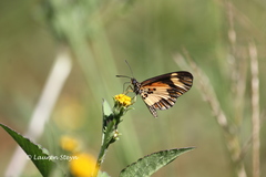 Acraea cabira